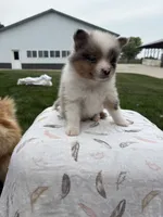 Tri colored Merle , a male Pomeranian for sale in Rome City, IN – 4 of 4