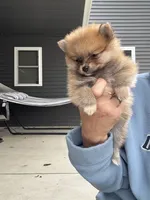 Red male teacup, a male Pomeranian for sale in Rome City, IN – 2 of 7