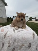 Shy boy, a male Pomeranian for sale in Rome City, IN – 5 of 6
