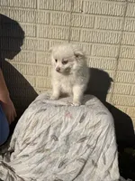 Standard white female, a female Pomeranian for sale in Rome City, IN – 10 of 10