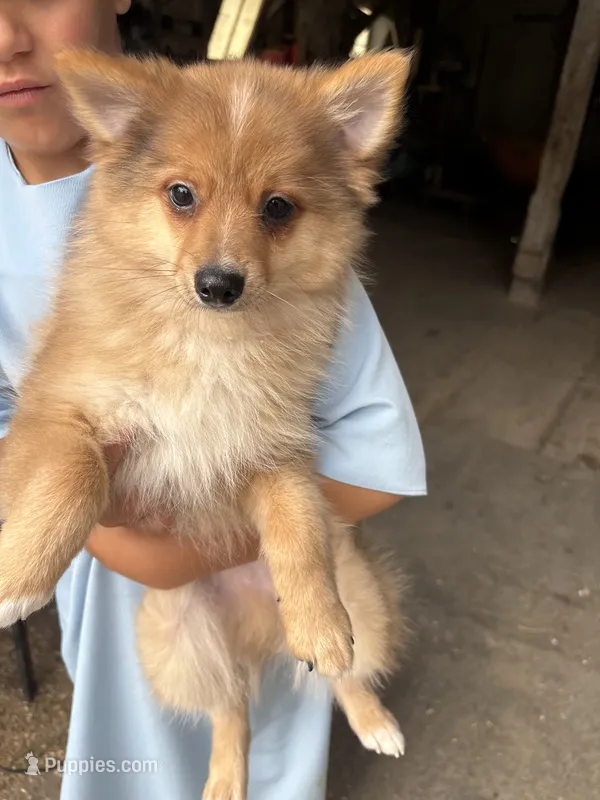 Shy boy – Pomeranian puppy for sale in Rome City, IN