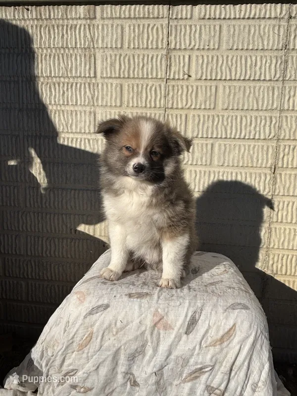 Standard tri boy pom – Pomeranian puppy for sale in Rome City, IN