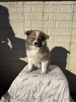 Standard tri boy pom, a male Pomeranian for sale in Rome City, IN – 1 of 10