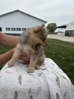 Red Merle male, a male Pomeranian for sale in Rome City, IN – 2 of 6