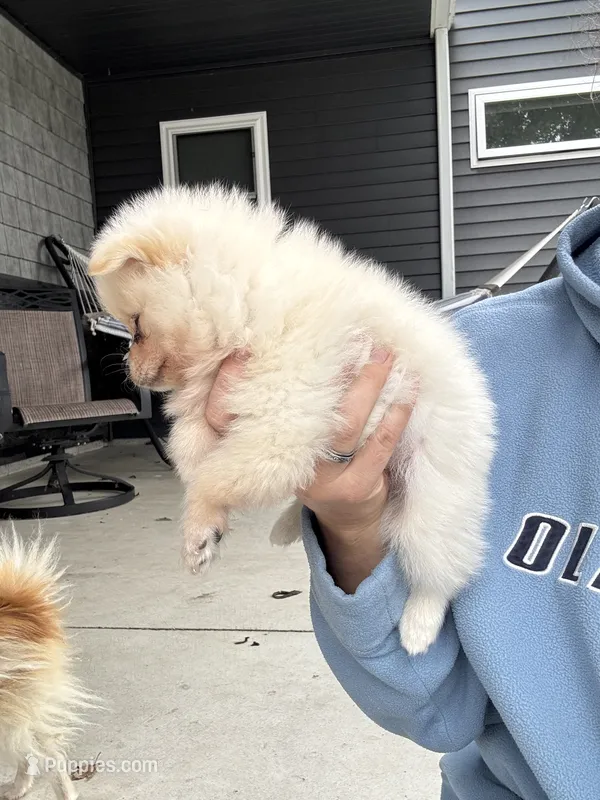 White male teacup – Pomeranian puppy for sale in Rome City, IN