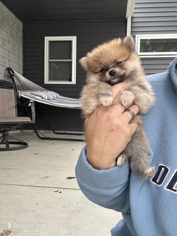 Red male teacup – Pomeranian puppy on hold in Rome City, IN