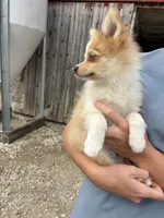 Spunky active male blue eyes, a male Pomeranian for sale in Rome City, IN – 8 of 9
