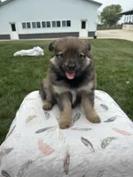 Black and brown, a female Pomeranian for sale in Rome City, IN – 2 of 2