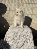 Standard white female, a female Pomeranian for sale in Rome City, IN – 9 of 10