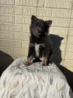 Standard blue female pom, a female Pomeranian for sale in Rome City, IN – 7 of 10
