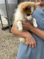 Spunky active male blue eyes, a male Pomeranian for sale in Rome City, IN – 7 of 9