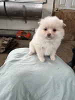 White/cream male, a male Pomeranian for sale in Rome City, IN – Photo 5 of 5