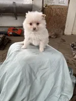 White/cream male, a male Pomeranian for sale in Rome City, IN – Photo 2 of 5