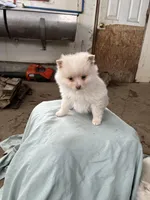 White/cream male, a male Pomeranian for sale in Rome City, IN – Photo 1 of 5