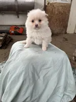 White/cream male, a male Pomeranian for sale in Rome City, IN – Photo 3 of 5