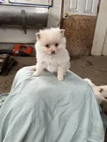 White/cream male, a male Pomeranian for sale in Rome City, IN – Photo 4 of 5