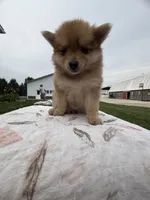 Red girl, a female Pomeranian for sale in Rome City, IN – 3 of 4