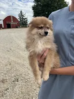 Tan female, a female Pomeranian for sale in Rome City, IN – 5 of 6