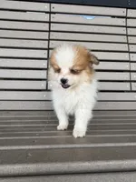 Red and white female, a female Pomeranian for sale in Rome City, IN – Photo 3 of 7