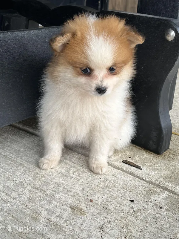 Red and white female – Pomeranian puppy for sale in Rome City, IN