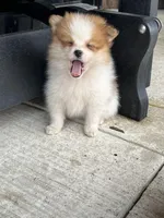 Red and white female, a female Pomeranian for sale in Rome City, IN – Photo 5 of 7