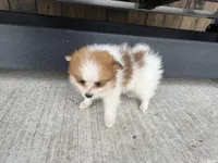 Red and white female, a female Pomeranian for sale in Rome City, IN – Photo 7 of 7