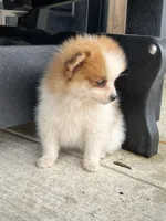 Red and white female, a female Pomeranian for sale in Rome City, IN – Photo 2 of 7