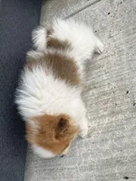Red and white female, a female Pomeranian for sale in Rome City, IN – Photo 4 of 7