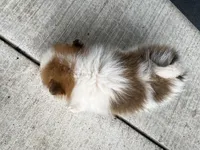 Red and white female, a female Pomeranian for sale in Rome City, IN – Photo 6 of 7