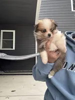Tri-colored teacup female, a female Pomeranian for sale in Rome City, IN – 5 of 8