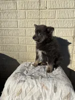 Standard blue female pom, a female Pomeranian for sale in Rome City, IN – 6 of 10