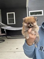 Red male teacup, a male Pomeranian for sale in Rome City, IN – 4 of 7