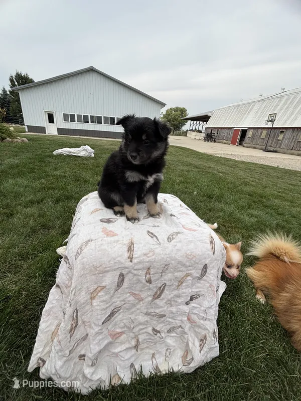 Black&blue – Pomeranian puppy for sale in Rome City, IN