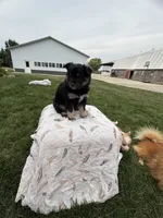 Black&blue, a male Pomeranian for sale in Rome City, IN – 1 of 5