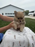 Red Merle male, a male Pomeranian for sale in Rome City, IN – 4 of 6