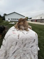 Shy boy, a male Pomeranian for sale in Rome City, IN – 2 of 6