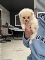 White male teacup, a male Pomeranian for sale in Rome City, IN – 4 of 7