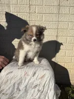 Standard tri boy pom, a male Pomeranian for sale in Rome City, IN – 5 of 10