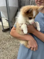 Spunky active male blue eyes, a male Pomeranian for sale in Rome City, IN – 5 of 9