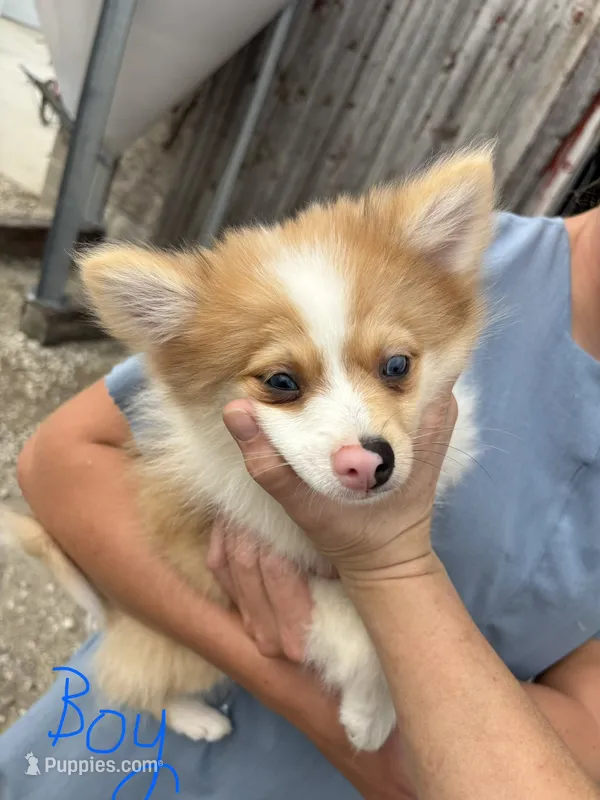 Spunky active male blue eyes – Pomeranian puppy for sale in Rome City, IN