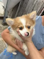 Spunky active male blue eyes, a male Pomeranian for sale in Rome City, IN – 1 of 9
