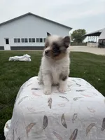 Tri colored Merle , a male Pomeranian for sale in Rome City, IN – 3 of 4