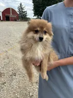 Tan female, a female Pomeranian for sale in Rome City, IN – 3 of 6