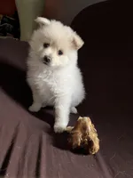 White/cream male, a male Pomeranian for sale in Rome City, IN – Photo 4 of 8