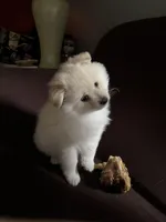 White/cream male, a male Pomeranian for sale in Rome City, IN – Photo 2 of 8