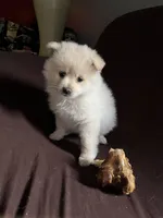 White/cream male, a male Pomeranian for sale in Rome City, IN – Photo 3 of 8
