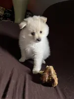 White/cream male, a male Pomeranian for sale in Rome City, IN – Photo 8 of 8
