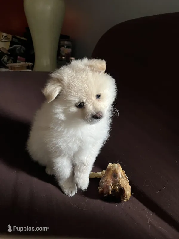 White/cream male, a male Pomeranian for sale in Rome City, IN – Photo 1 of 8
