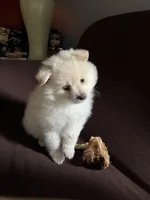 White/cream male, a male Pomeranian for sale in Rome City, IN – Photo 1 of 8