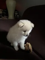 White/cream male, a male Pomeranian for sale in Rome City, IN – Photo 5 of 8